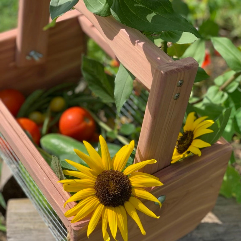 Handmade Cedar Garden Harvest Basket for Vegetables, Flowers & Eggs
