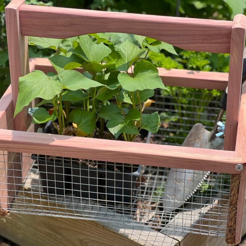 Handmade Cedar Garden Harvest Basket for Vegetables, Flowers & Eggs
